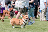 Dallas Dog Bowl 2011