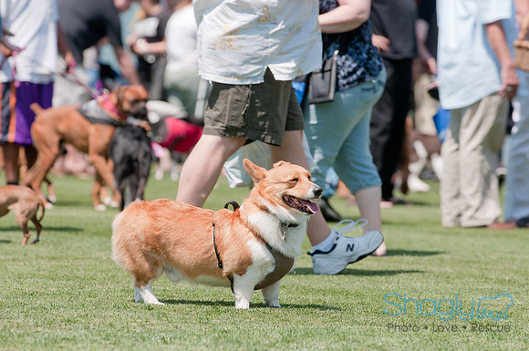 Dallas Dog Bowl 2011