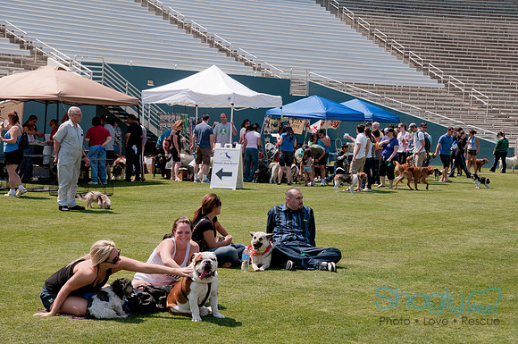 Dallas Dog Bowl 2011-64