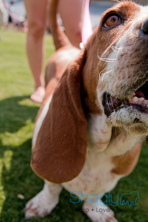 Dallas Dog Bowl 2011-72