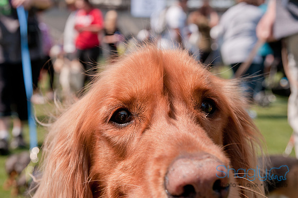 Dallas Dog Bowl 2011-86
