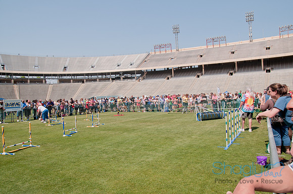 Dallas Dog Bowl 2011-83