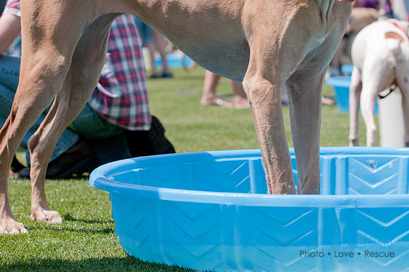 Dallas Dog Bowl 2011-36