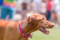 Dallas Dog Bowl 2011-10