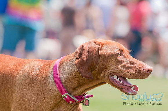 Dallas Dog Bowl 2011-10