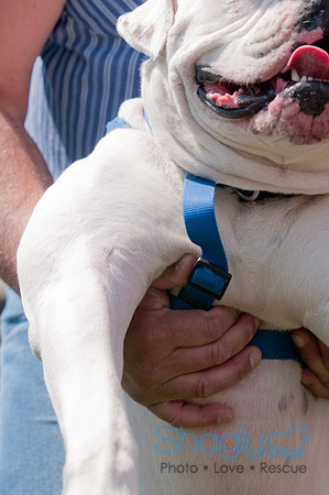 Dallas Dog Bowl 2011-40