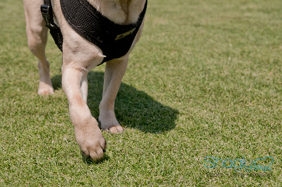 Dallas Dog Bowl 2011-80