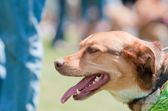 Dallas Dog Bowl 2011-11
