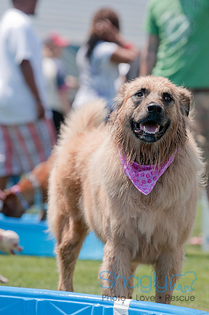 Dallas Dog Bowl 2011-19