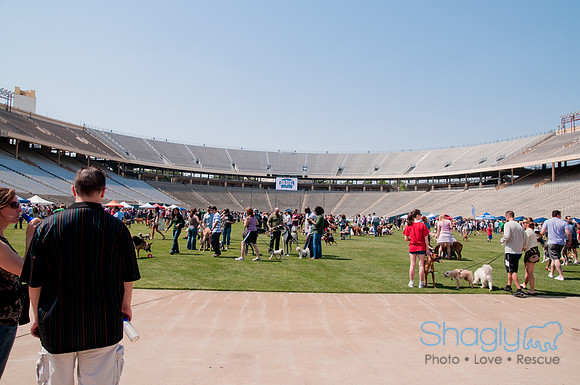 Dallas Dog Bowl 2011-89
