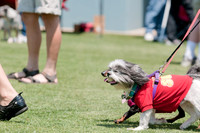 Dallas Dog Bowl 2011-3