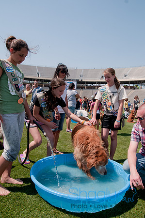 Dallas Dog Bowl 2011-51