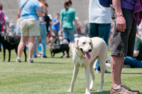 Dallas Dog Bowl 2011-2