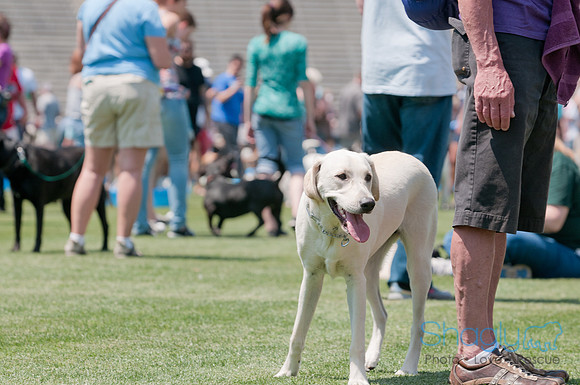 Dallas Dog Bowl 2011-2
