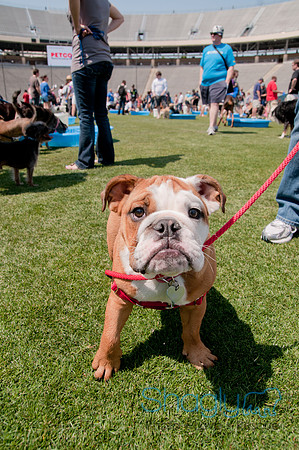 Dallas Dog Bowl 2011-57