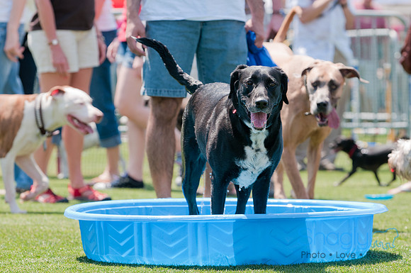 Dallas Dog Bowl 2011-33