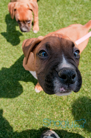 Dallas Dog Bowl 2011-78