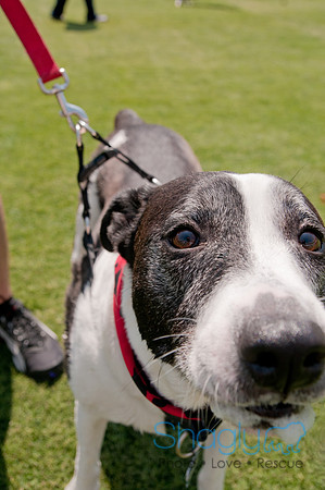 Dallas Dog Bowl 2011-71