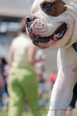 Dallas Dog Bowl 2011-39