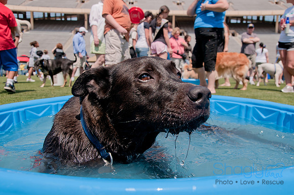 Dallas Dog Bowl 2011-56