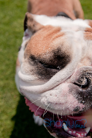 Dallas Dog Bowl 2011-70