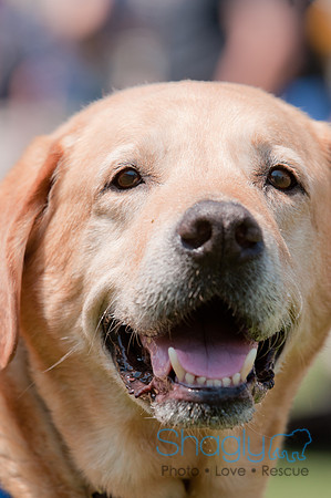 Dallas Dog Bowl 2011-34