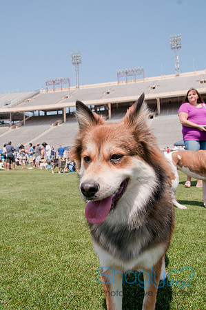 Dallas Dog Bowl 2011-43