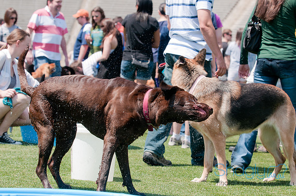 Dallas Dog Bowl 2011-29