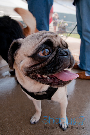 Dallas Dog Bowl 2011-88