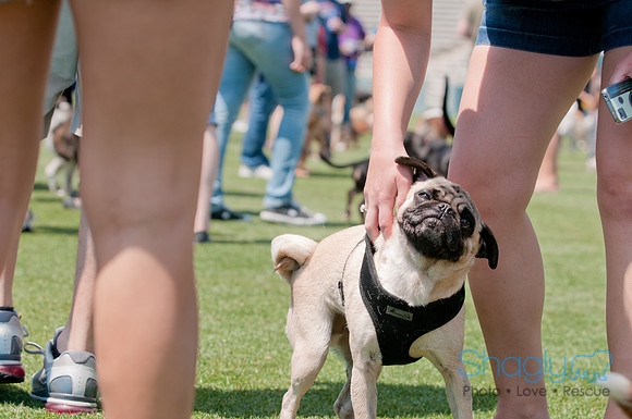 Dallas Dog Bowl 2011-32