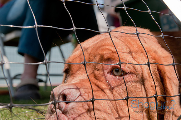 Dallas Dog Bowl 2011-76