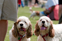 Dallas Dog Bowl 2011-6