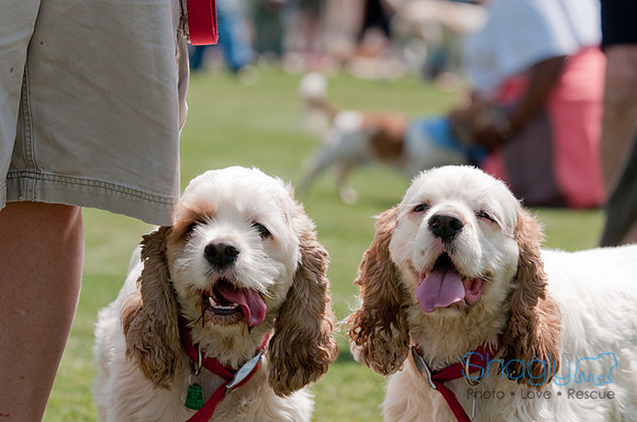 Dallas Dog Bowl 2011-6