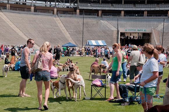 Dallas Dog Bowl 2011-54