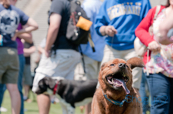 Dallas Dog Bowl 2011-30