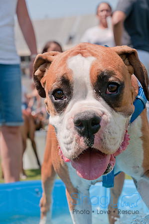 Dallas Dog Bowl 2011-49