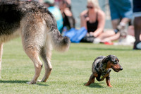 Dallas Dog Bowl 2011-9