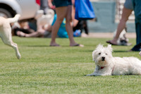 Dallas Dog Bowl 2011-14