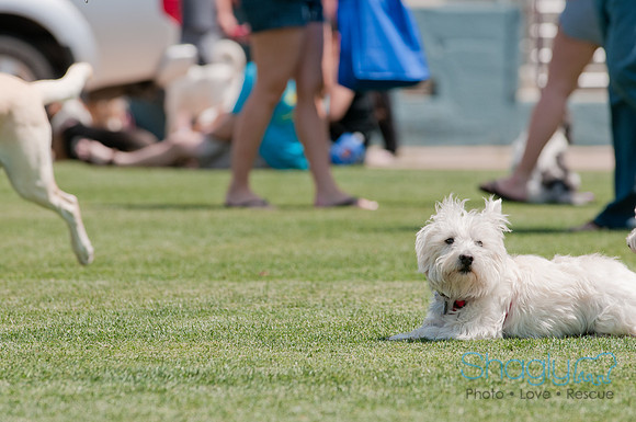 Dallas Dog Bowl 2011-14
