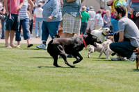 Dallas Dog Bowl 2011-15