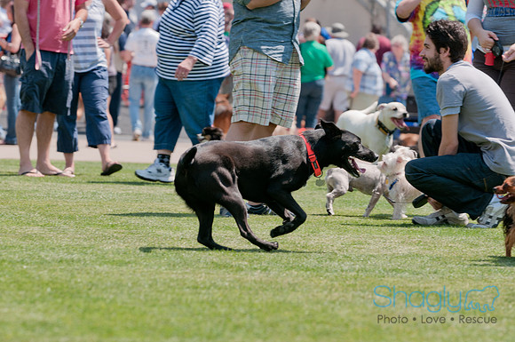 Dallas Dog Bowl 2011-15