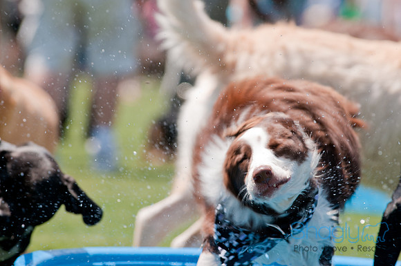 Dallas Dog Bowl 2011-31