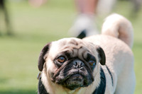 Dallas Dog Bowl 2011-20