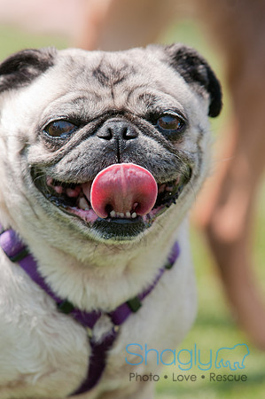 Dallas Dog Bowl 2011-41