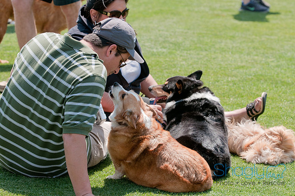 Dallas Dog Bowl 2011-16