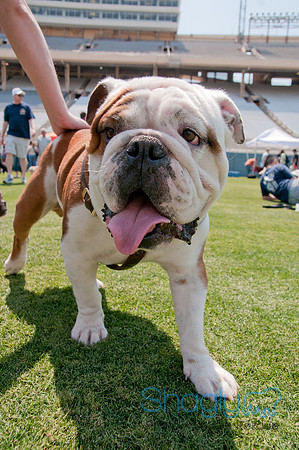 Dallas Dog Bowl 2011-63