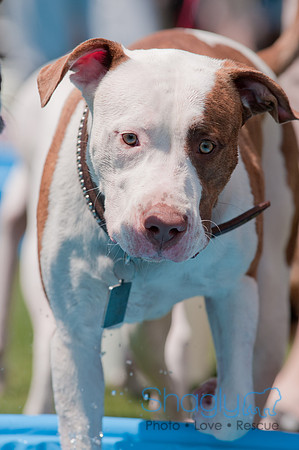 Dallas Dog Bowl 2011-35