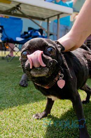 Dallas Dog Bowl 2011-65