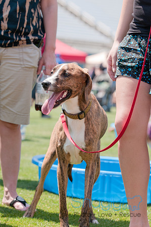 Dallas Dog Bowl 2011-24