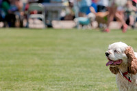 Dallas Dog Bowl 2011-5
